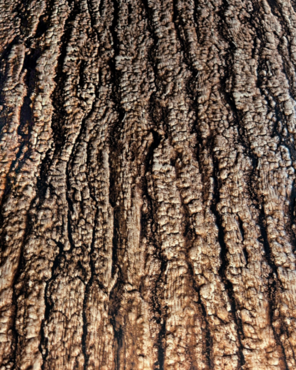 Dark Bark