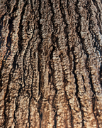 Dark Bark