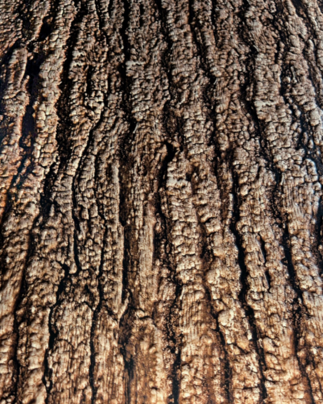 Dark Bark